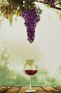 THE VINEYARD #1-HIVE 