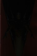 THE ROCKETEER #1B 